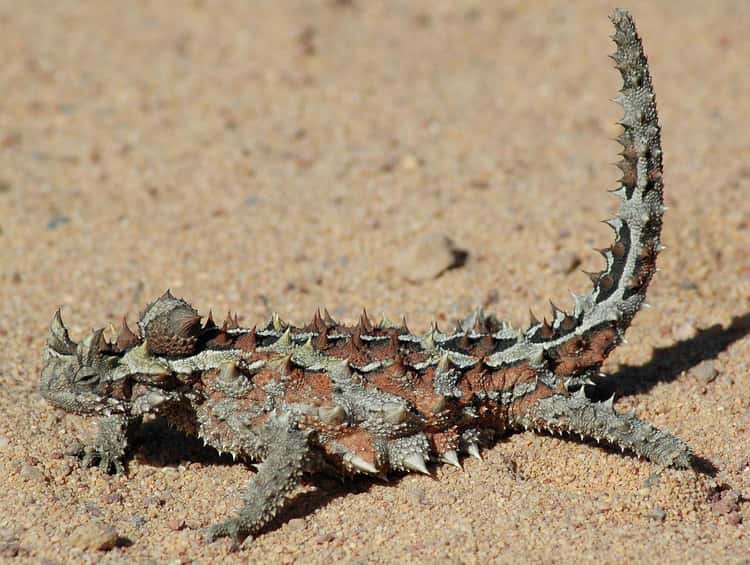 Desert Animals | Creatures That Live in Deserts