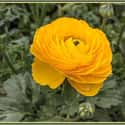 Ranunculus on Random Best Flowers to Give a Woman