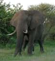 African Bush Elephant on Random World's Most Beautiful Animals