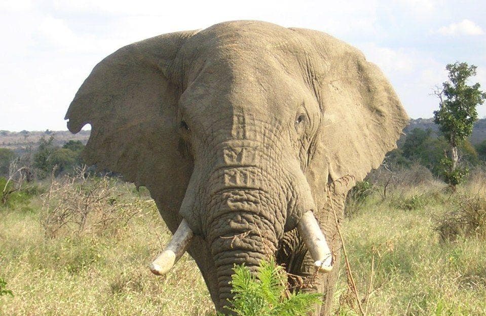 20 Super Creepy Animal Facts That Are Actually Pretty Upsetting