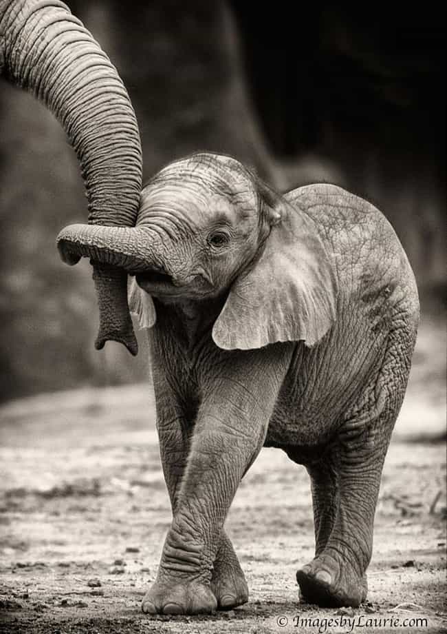 African Elephant and Calf