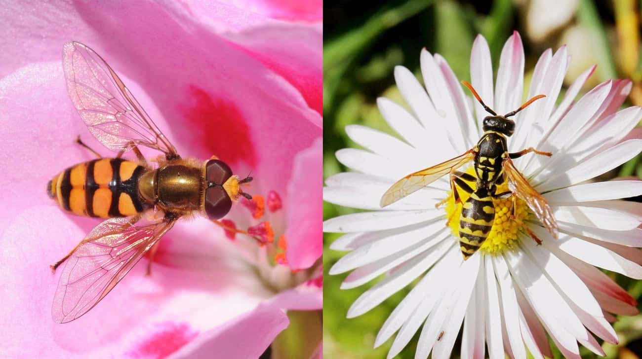 Hoverflies Look Like Wasps, But They Don&#39;t Actually Have Stingers