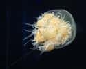 Jellyfish on Random Scarier Facts About Most Terrifying Animals In World