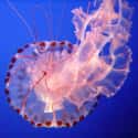 Jellyfish on Random Scariest Animals in the World