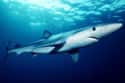 Blue shark on Random Scariest Types of Sharks in the World