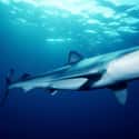 Blue shark on Random Scariest Types of Sharks in the World