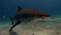 Tiger shark on Random Scariest Types of Sharks in the World