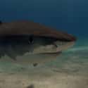 Tiger shark on Random Scariest Types of Sharks in the World