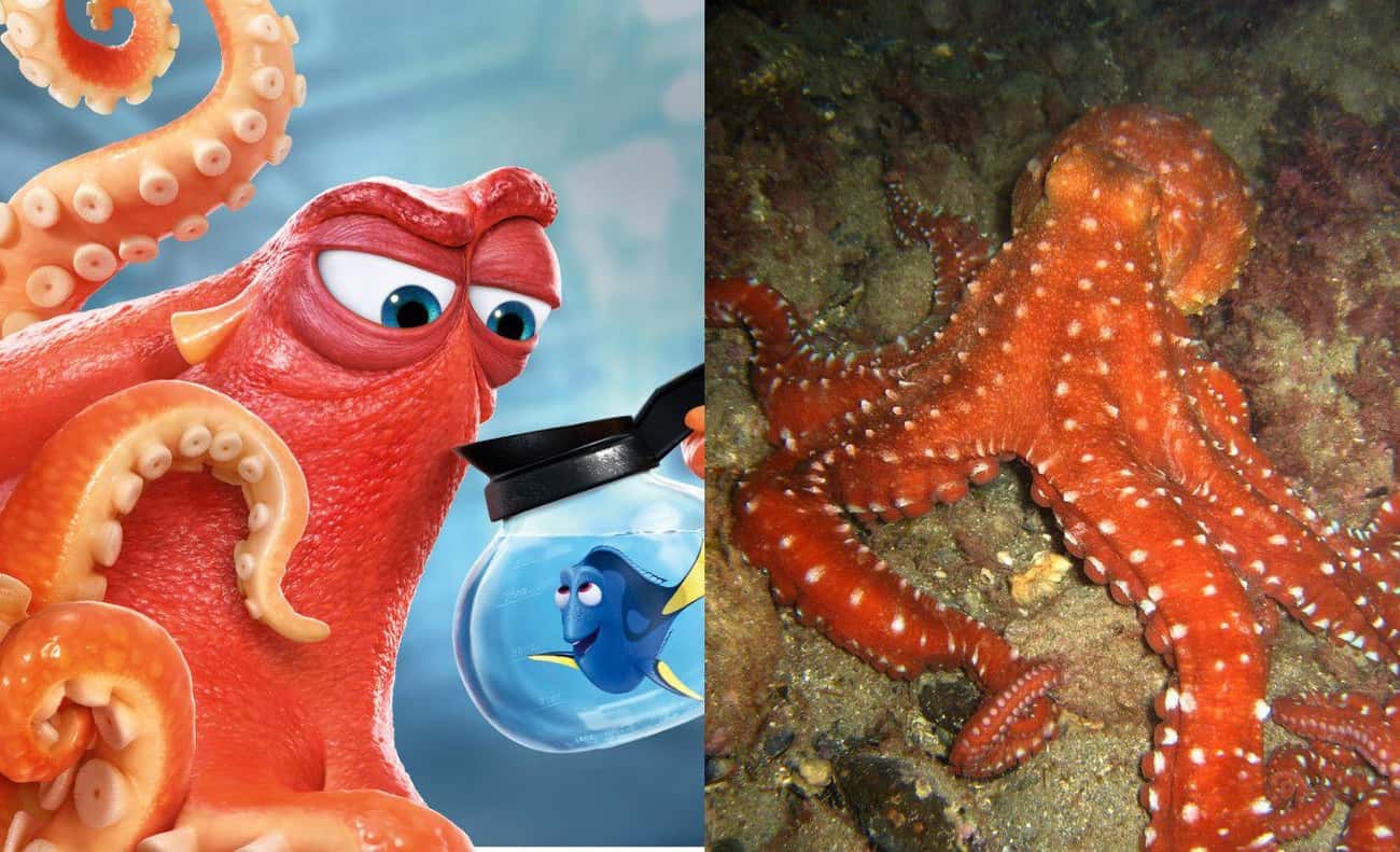 Hank the East Pacific Red Octopus Has Multiple Personalities and Is Highly Intelligent