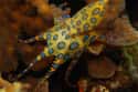Blue-ringed octopus on Random Most Horrifying Defense Mechanisms of Adorable Animals