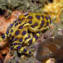 Blue-ringed octopus on Random Most Poisonous Animals In World