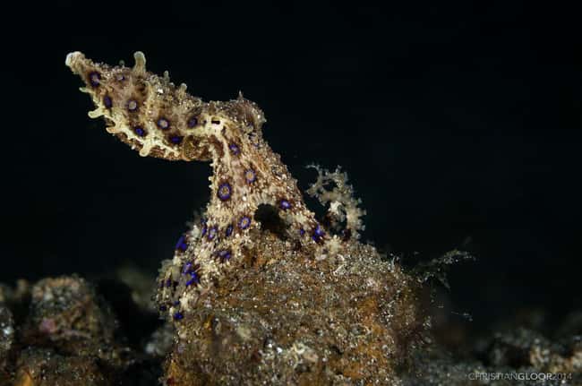 Blue-ringed octopus is listed (or ranked) 25 on the list 28 Cute Animals That You Don't Want To Mess With