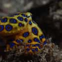 Blue-ringed octopus on Random Deadly Animals That Prove Australia Is Scariest Place On Earth