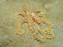 Mimic Octopus on Random Crazy Awesome Sea Creatures That Can Change Their Shape, Color, And Size