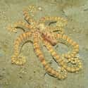 Mimic Octopus on Random Crazy Awesome Sea Creatures That Can Change Their Shape, Color, And Size