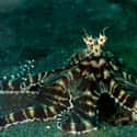 Mimic Octopus on Random Most Horrifying Defense Mechanisms of Adorable Animals