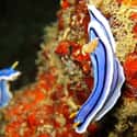 Nudibranch on Random Most Poisonous Creatures In Sea