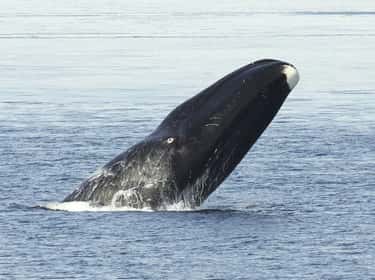 Bowhead Whales Are The Oldest  is listed (or ranked) 6 on the list 11 Ancient Animals That Are Older Than Every Single Human On Earth