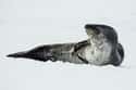 Leopard Seal on Random Most Deadly Animals