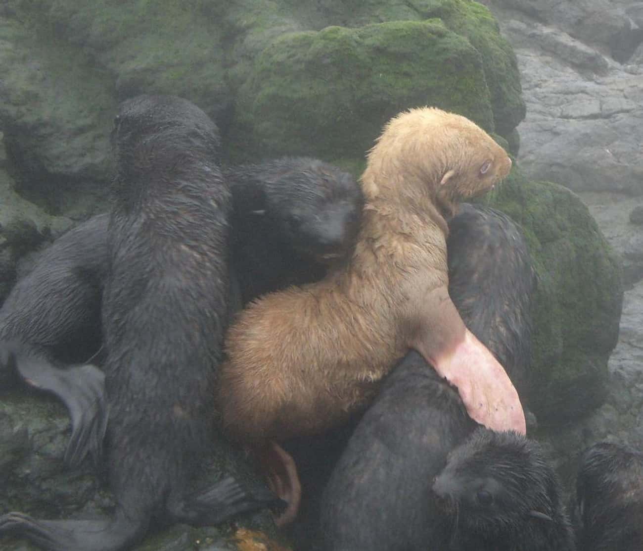 This Albino Northern Fur Seal Sticks Out From The Pack
