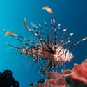Red Lionfish on Random Horrifying Animals From Thailand