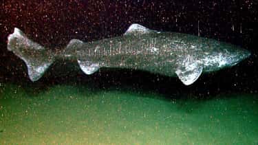 The Greenland Shark Is The Lon is listed (or ranked) 4 on the list 11 Ancient Animals That Are Older Than Every Single Human On Earth