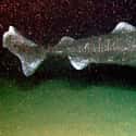 Greenland shark on Random Ancient Animals That Are Older Than Every Single Human On Earth