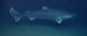 Greenland shark on Random Most Poisonous Creatures In Sea