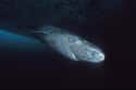 Greenland shark on Random Crazy Animals Of Polar Regions That Couldn't Exist Anywhere Else