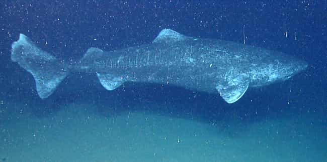 The Greenland Shark Can Grow Up To 24 Feet In The Deep Sea