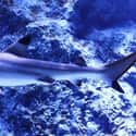 Blacktip shark on Random Scariest Types of Sharks in the World