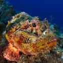 Stonefish on Random Most Poisonous Animals In World