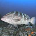 Grouper on Random Most Poisonous Creatures In Sea
