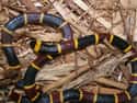Coral snake on Random Scariest Types of Snakes in the World