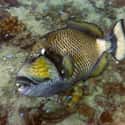 Titan triggerfish on Random Horrifying Animals From Thailand