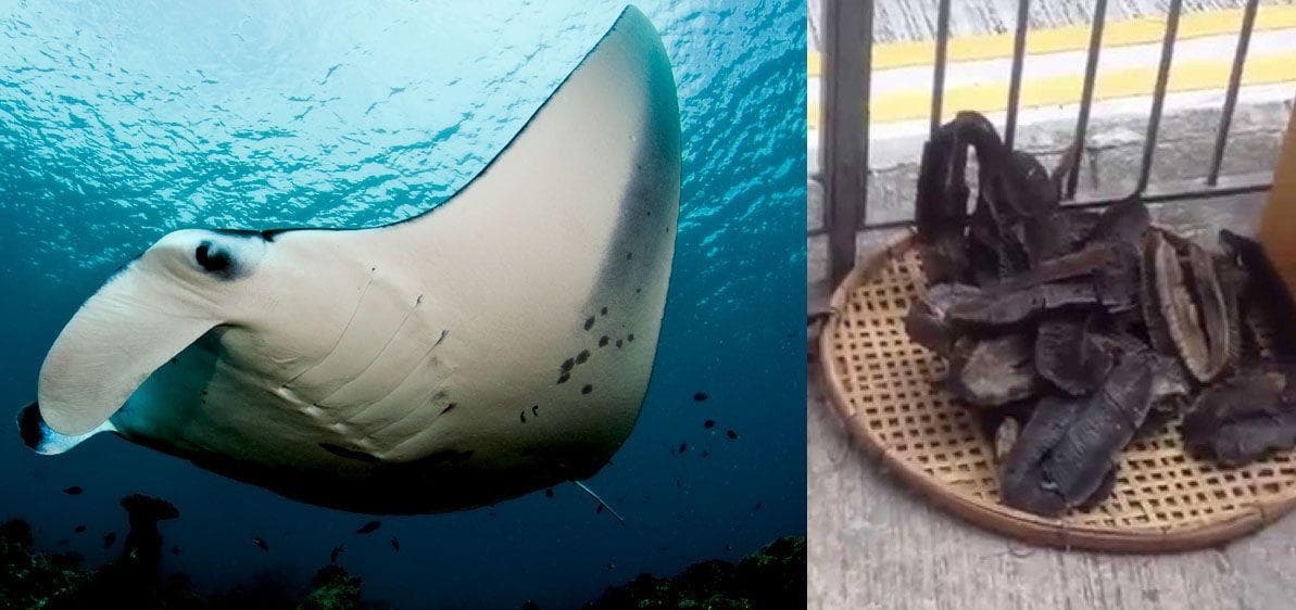 These Animals Will Be Poached Into Extinction Within Your Lifetime