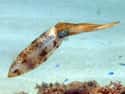 Caribbean Reef Squid on Random Crazy Awesome Sea Creatures That Can Change Their Shape, Color, And Size