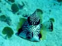 Smooth trunkfish on Random Most Poisonous Creatures In Sea