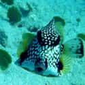 Smooth trunkfish on Random Most Poisonous Creatures In Sea