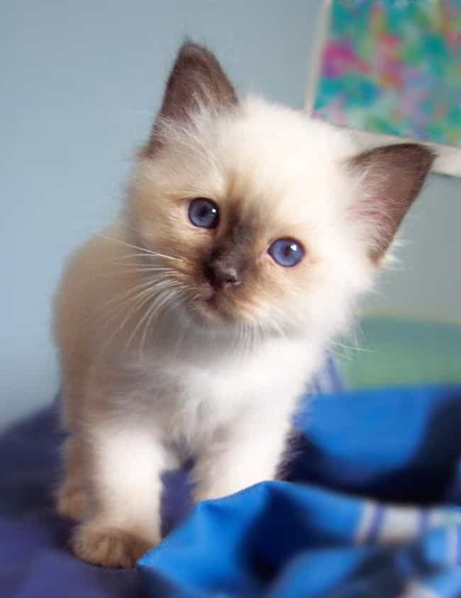 Cute Kitten Breeds | List of Cutest Types of Kittens