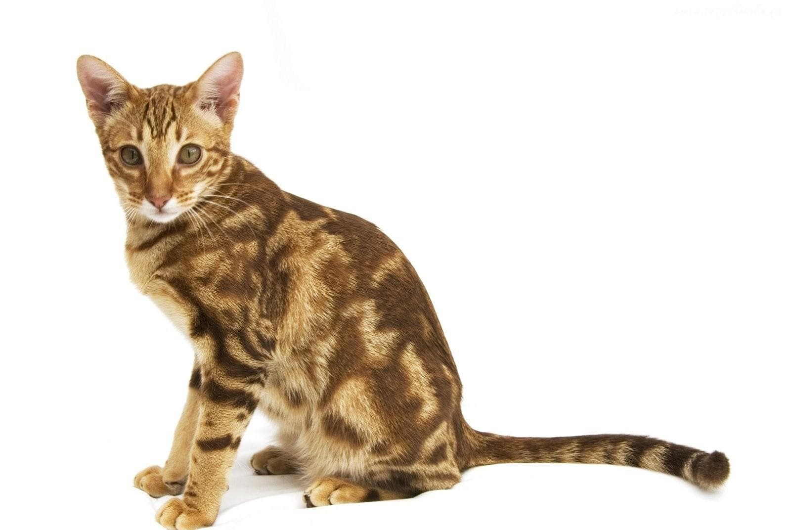 List Of Hypoallergenic Cat Breeds | Best Cats For People With Allergies