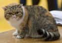 Exotic Shorthair on Random Most Adorable Hybrid Cats
