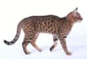 California Spangled Cat on Random Most Adorable Hybrid Cats