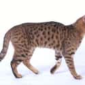 California Spangled Cat on Random Most Adorable Hybrid Cats