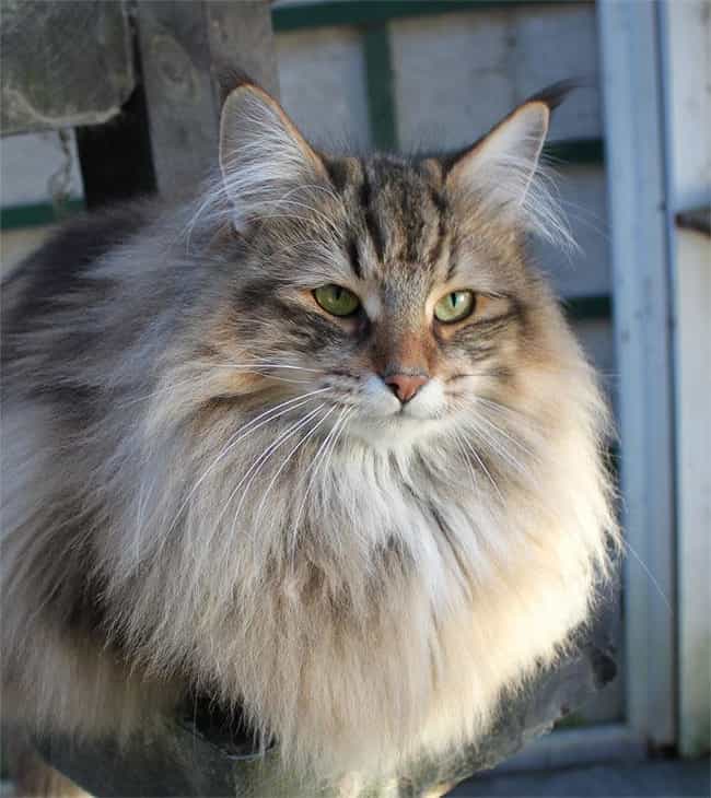 https://imgix.ranker.com/user_node_img/3386/67708781/original/norwegian-forest-cat-freestyle-list-photo-u3?w=650&q=50&fm=jpg