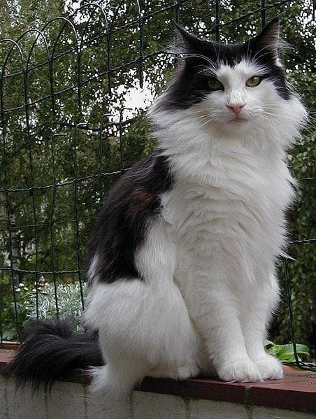 Best Exotic Cat Breeds List of Most Unusual Cats