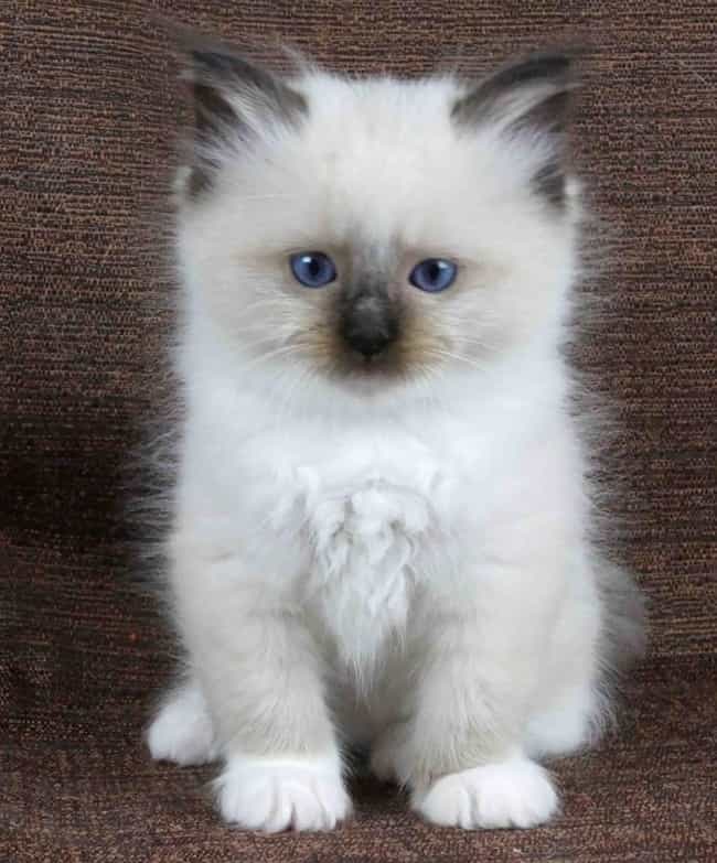 Ragdoll