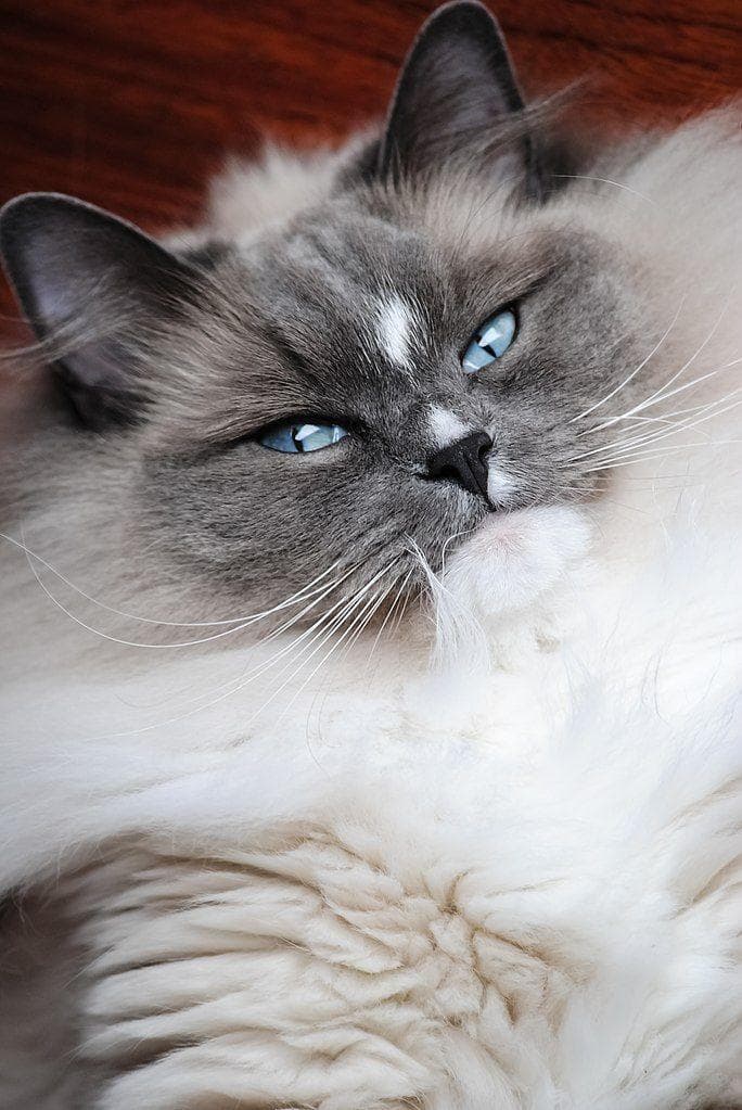 Cute Hybrid Cats | List of Domestic and Wild Cat Crossbreeds