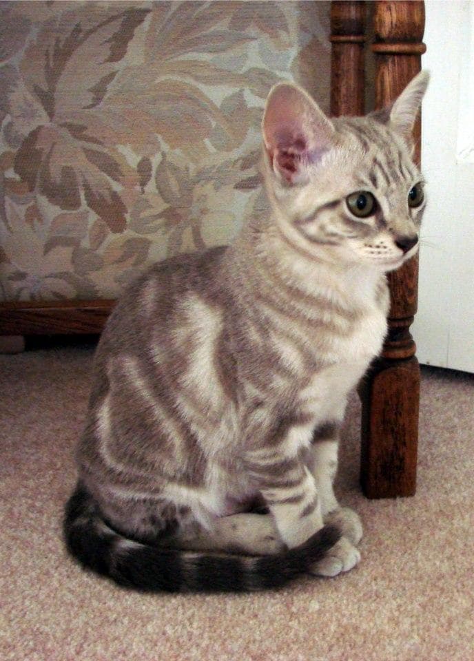 Cute Hybrid Cats List of Domestic and Wild Cat Crossbreeds
