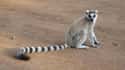 Ring-tailed Lemur on Random World's Most Beautiful Animals